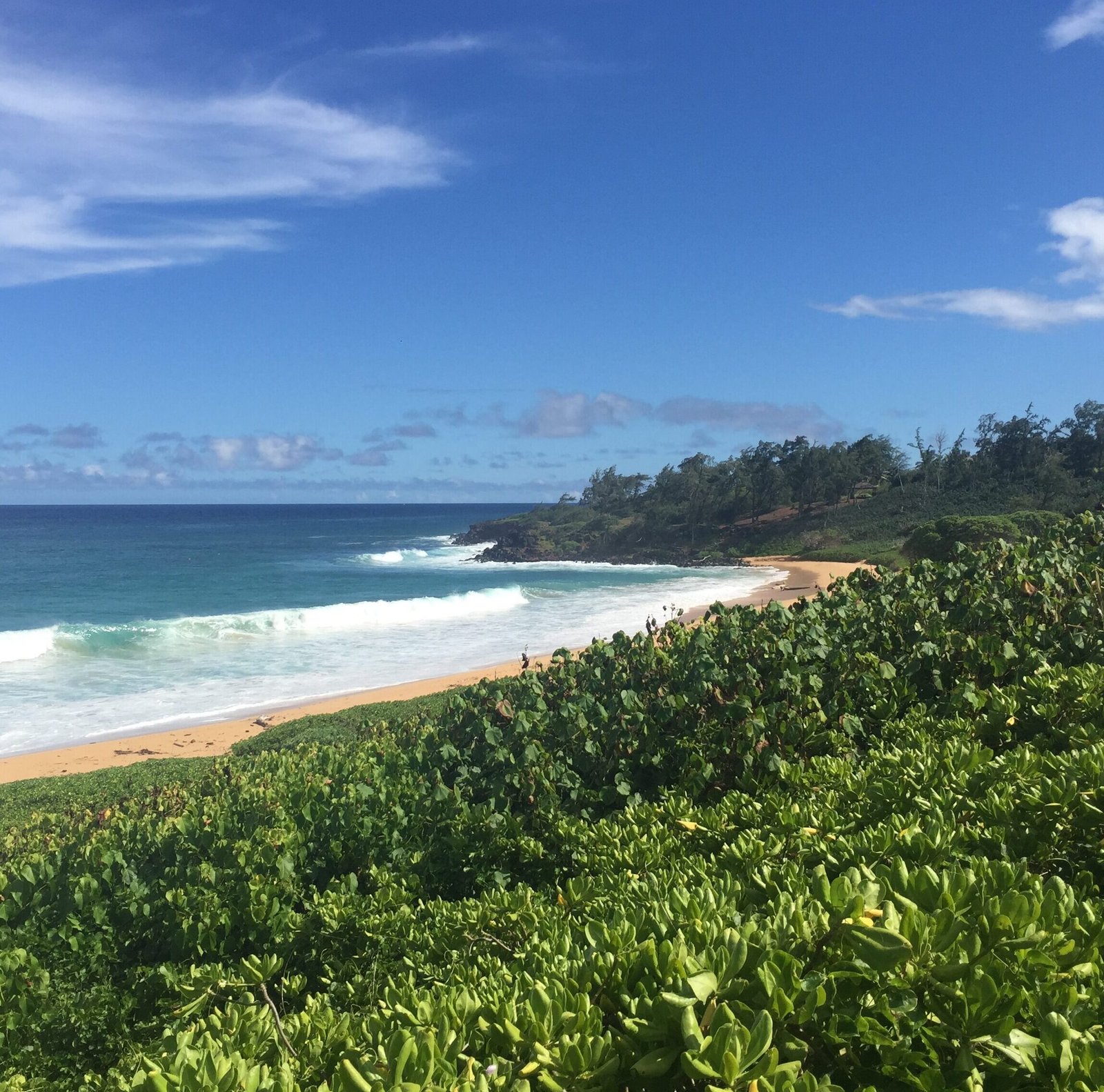 Turquoise ocean waves breaking on a tropical coastline with lush green foliage
